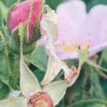 Screen Shot 2021-06-07 at 1.44 3