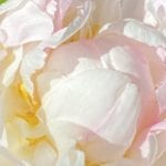 Screen Shot 2021-06-07 at 1.45 1