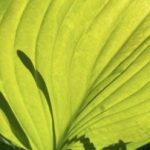 Screen Shot 2021-06-07 at 1.45 2