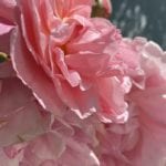 Screen Shot 2021-06-07 at 1.45 3